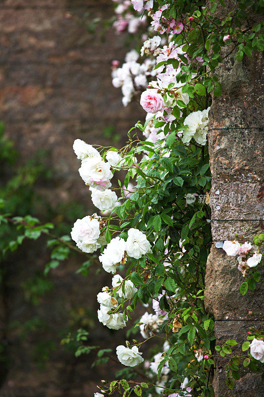 粉色和白色玫瑰的墙