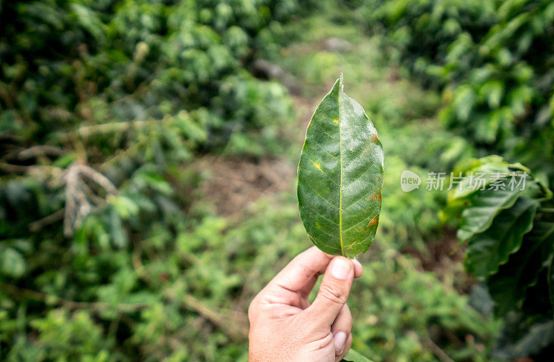 受损的咖啡叶子生锈