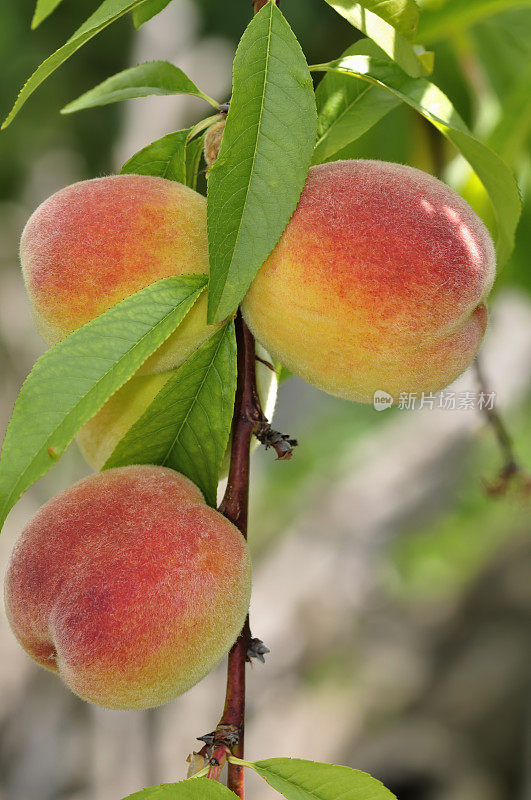 树上成熟的桃子