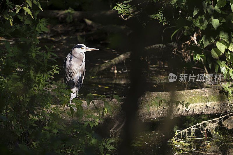 英格兰泰晤士河灰鹭河