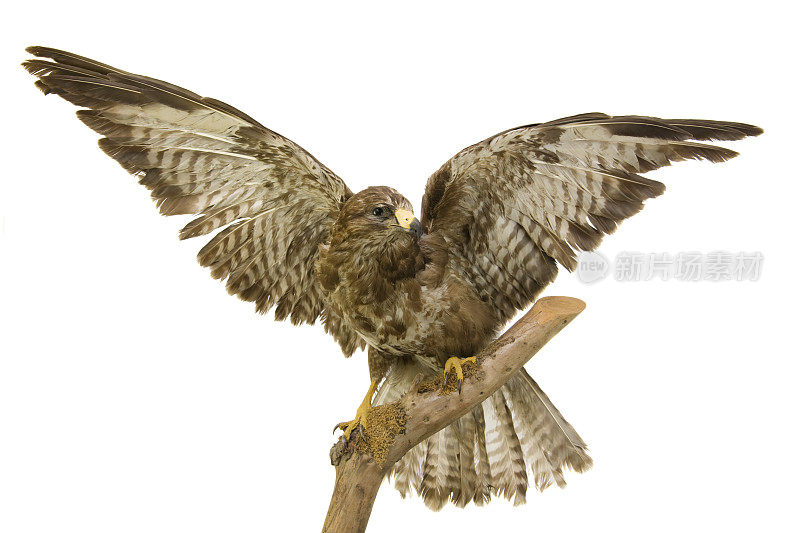 秃鹰(Buteo-buteo)