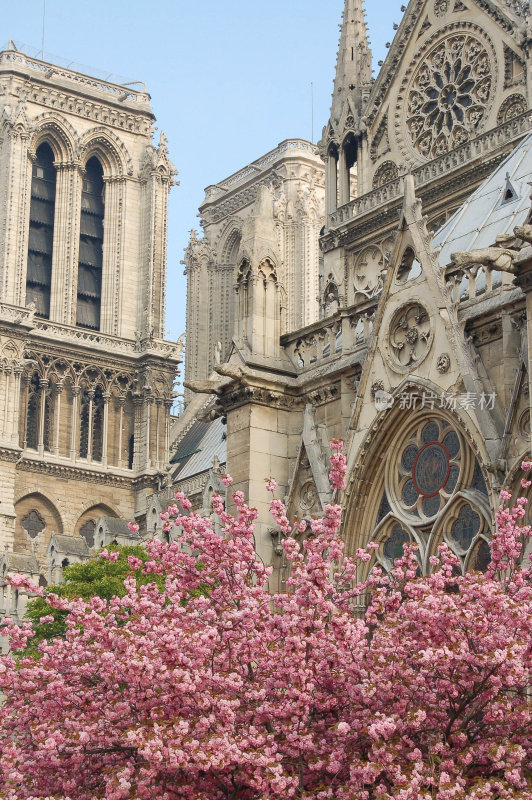 开花的树木，巴黎圣母院