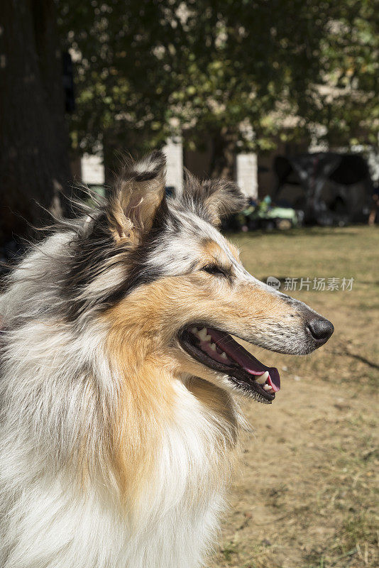 美丽的苏格兰牧羊犬斯洛文尼亚的肖像