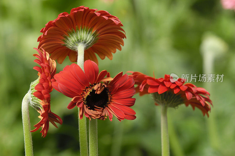 红色非洲菊的特写