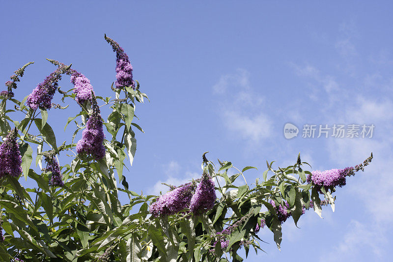 水蛭的紫色圆锥花序，蓬松的白色云彩