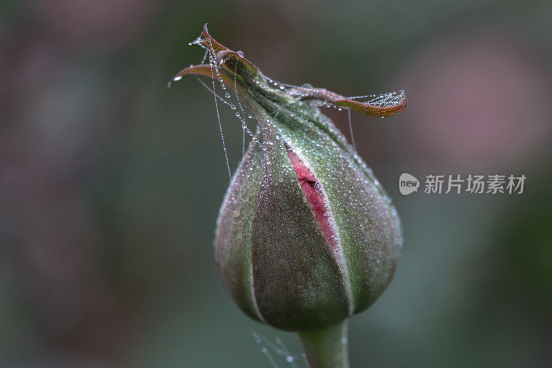 玫瑰花蕾上有蜘蛛网