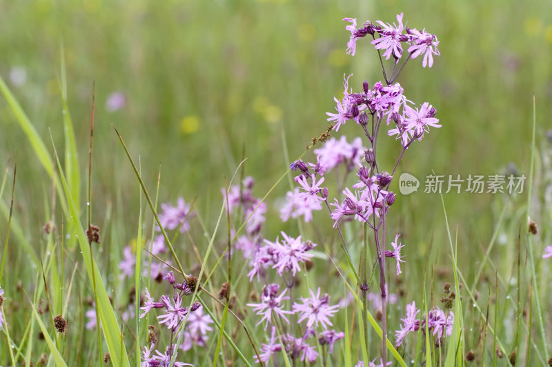 雨后的蔷薇(荔枝花)