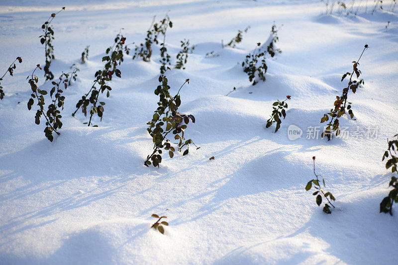 冰冻植物上的一层雪