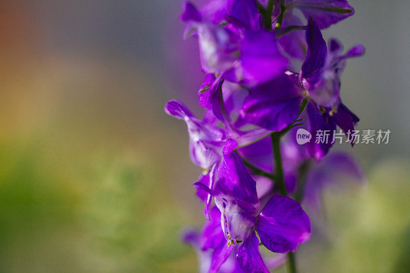 近紫花。