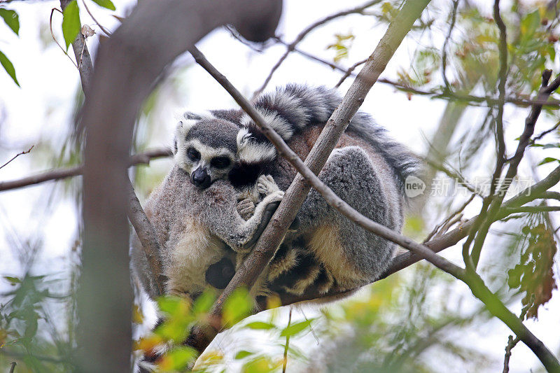 马达加斯加:伊萨洛国家公园的环尾狐猴