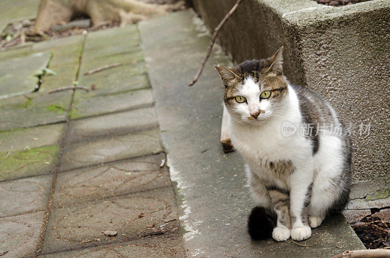 未驯服的猫