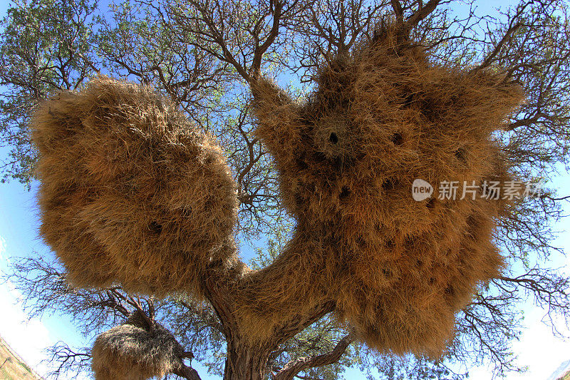 纳米比亚:织布鸟巢