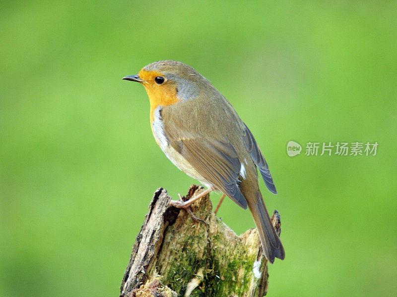 罗宾(红心rubecula)