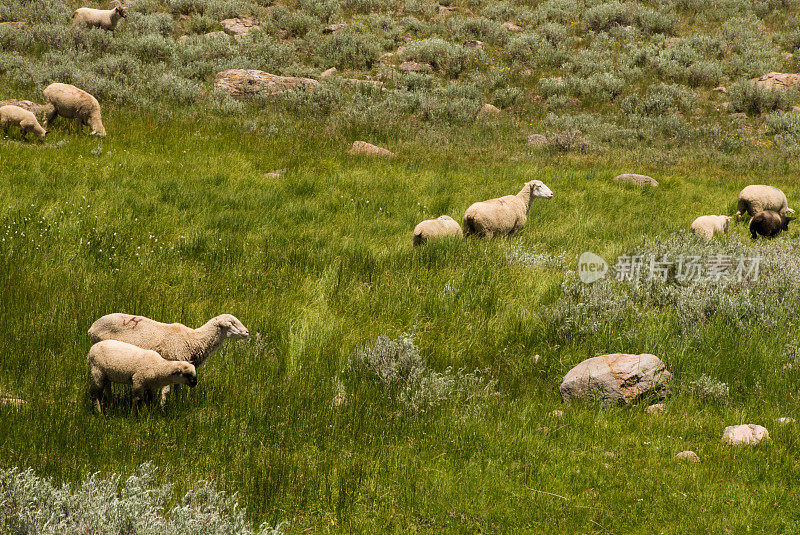 绵羊在绿色草地沿着湿地和小溪犹他州