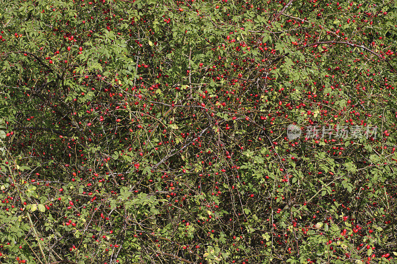 秋天的壁纸图案红狗玫瑰成熟的果浆果果实