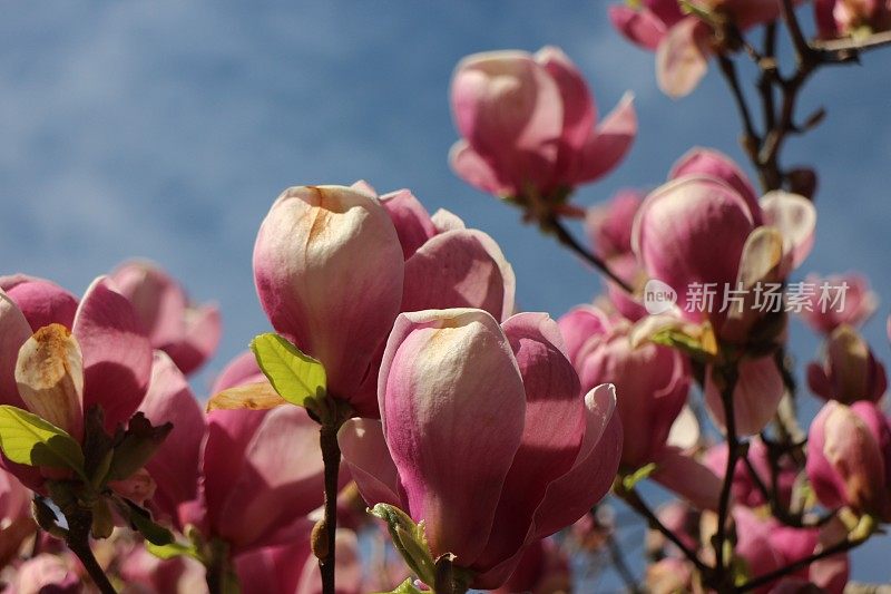 木兰木兰花朵