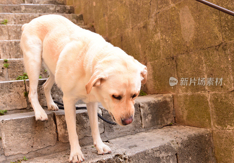 圣吉米尼亚诺的拉布拉多寻回犬