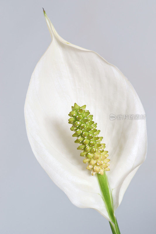 Spathiphyllum,和平莉莉。