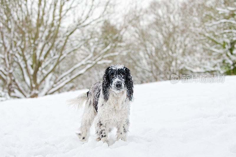 雪狗