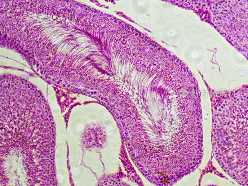 兔睾丸组织的显微镜观察