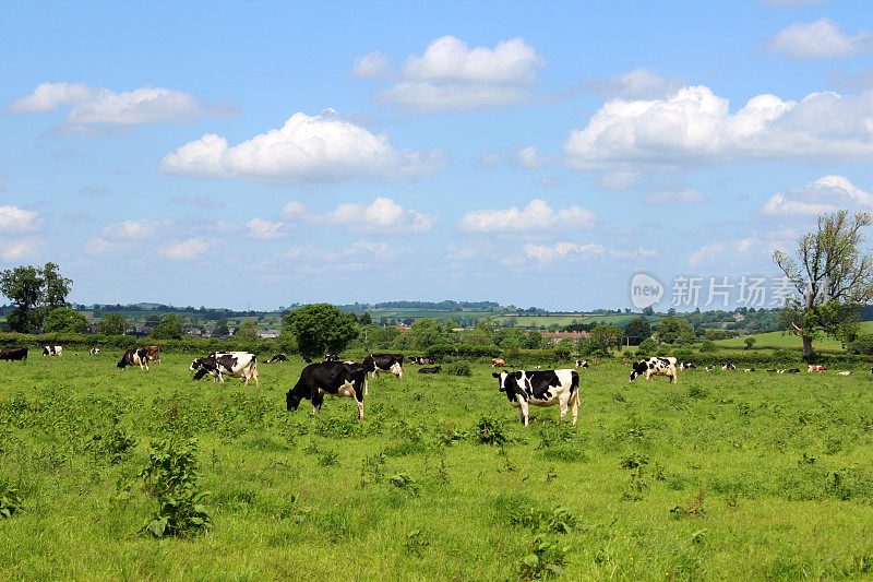 黑色和白色的荷斯坦弗里西亚奶牛在农场，绿色的田野