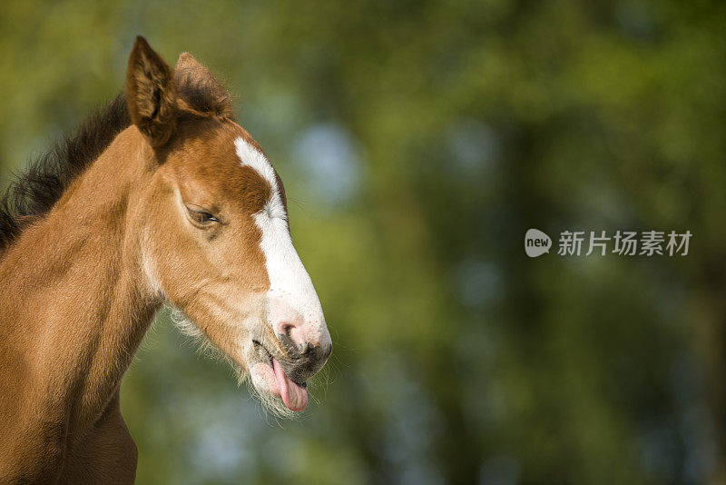 小马驹伸出舌头