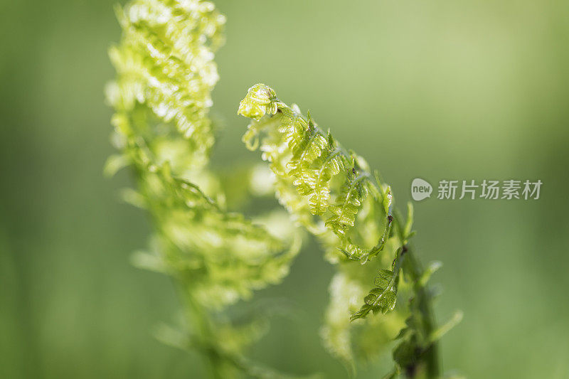 蕨类植物