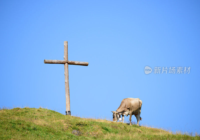 美丽的奥地利风景，牛和十字山上