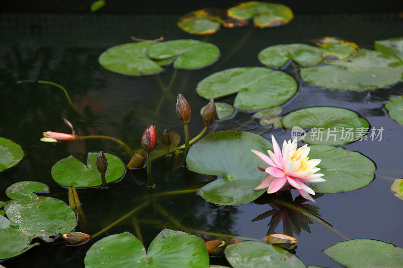 开花百合花