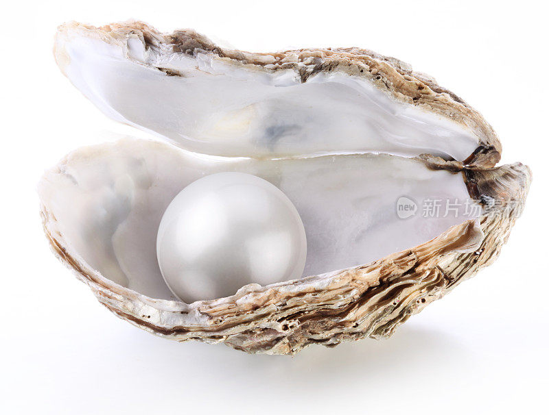 贝壳里的白色珍珠。