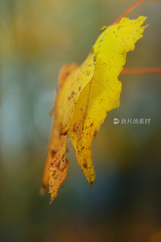 细枝末节的秋叶黄了，阳光散了光