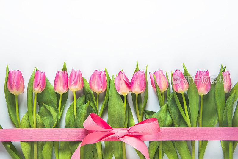 俯视图的粉红色郁金香排列成一行，用粉红色的丝带包裹在白色的背景。