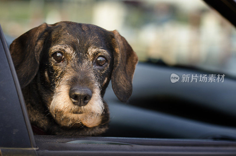 在一次公路旅行中，在汽车里向窗外看的腊肠犬