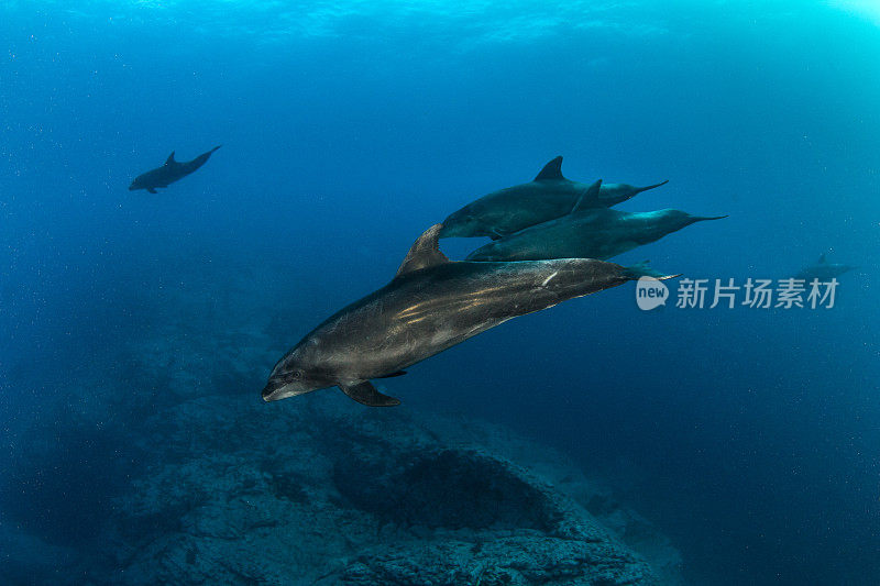 Socorro岛的宽吻海豚