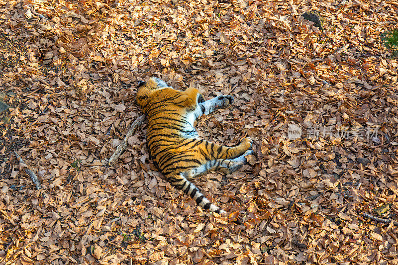 虎妞躺在地上休息。俄罗斯。阿穆尔虎。