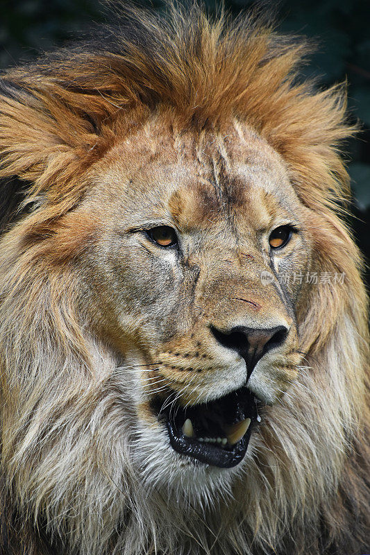 雄性非洲狮的近距离肖像