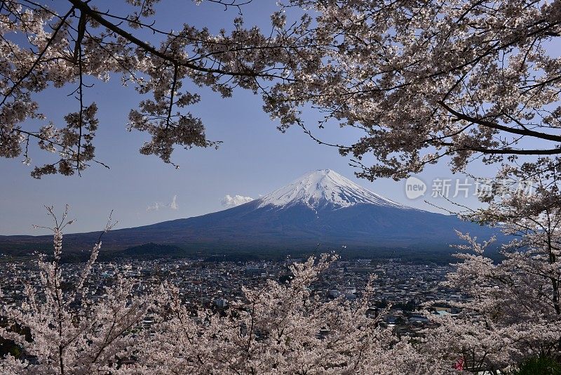 樱花盛开的富士山，取自富士吉田市