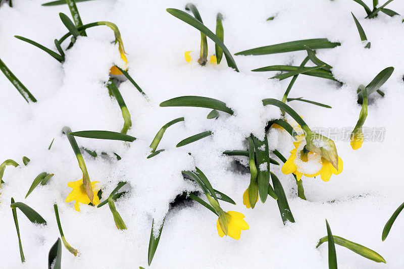 水仙花在雪