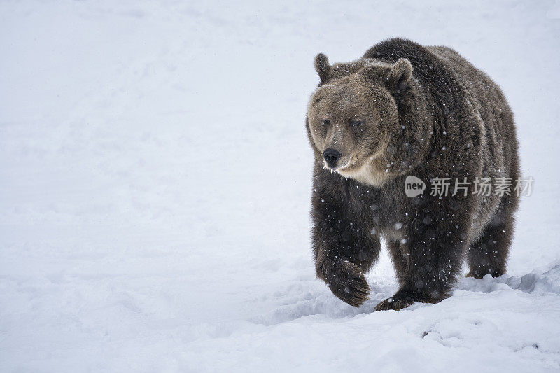 冬天，灰熊在雪地里行走