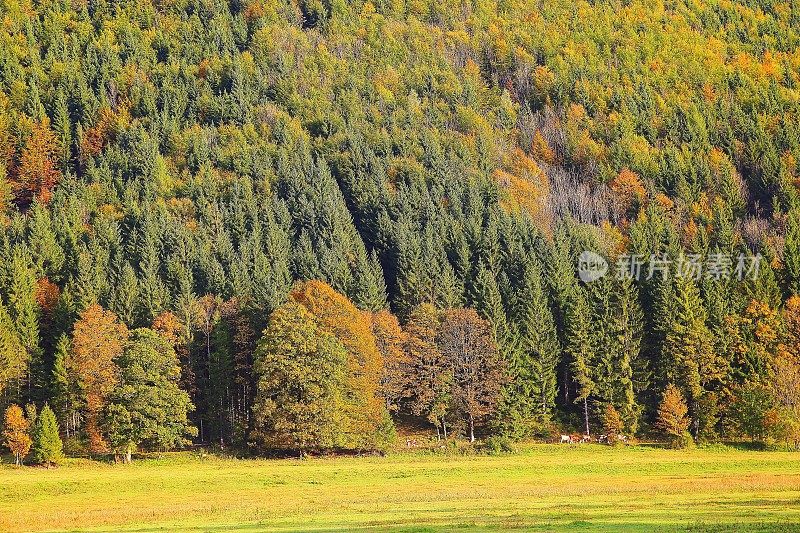 阿尔卑斯山景观在奥地利Tirol，附近Karwendel山脉和巴伐利亚阿尔卑斯山在德国-雄伟的高山景观在金色的秋天，戏剧性的Tyrol雪山全景和田园式的Tirol草地，奥地利