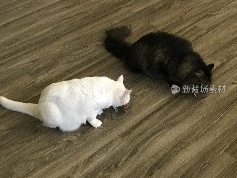 两只猫，一只缅因猫和一只土耳其安哥拉猫正在吃他们的晚餐。