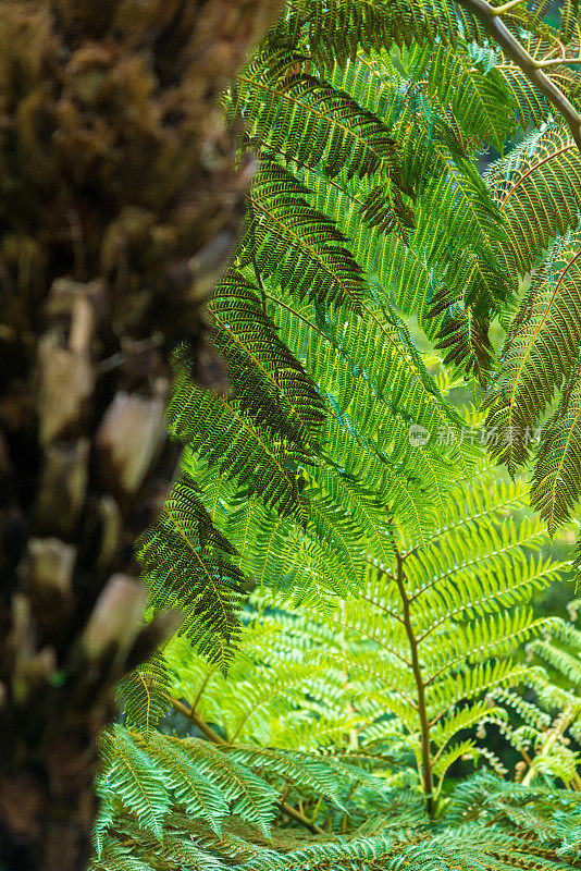 蕨类植物的叶子和茎。Cyatheales