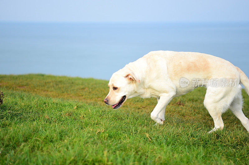 康沃尔一个渔村的拉布拉多寻回犬