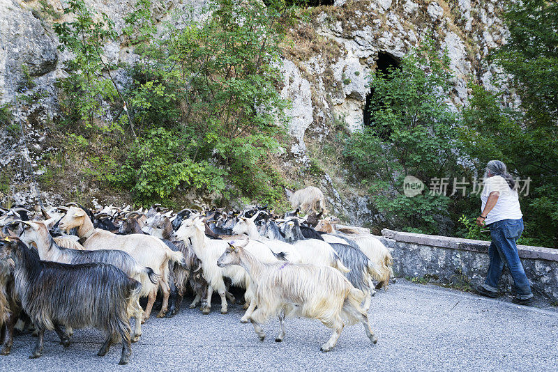 农夫在意大利山区放牧山羊
