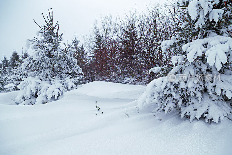 树木和雪