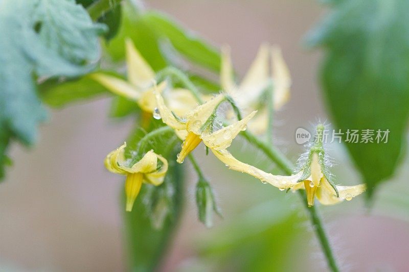 西红柿花与雨滴在蔬菜花园宏