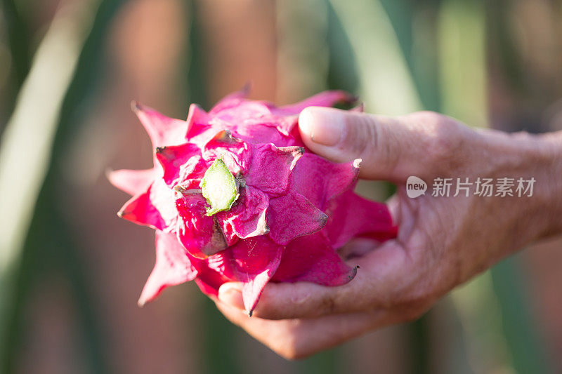 火龙果芽，火龙果在温室里