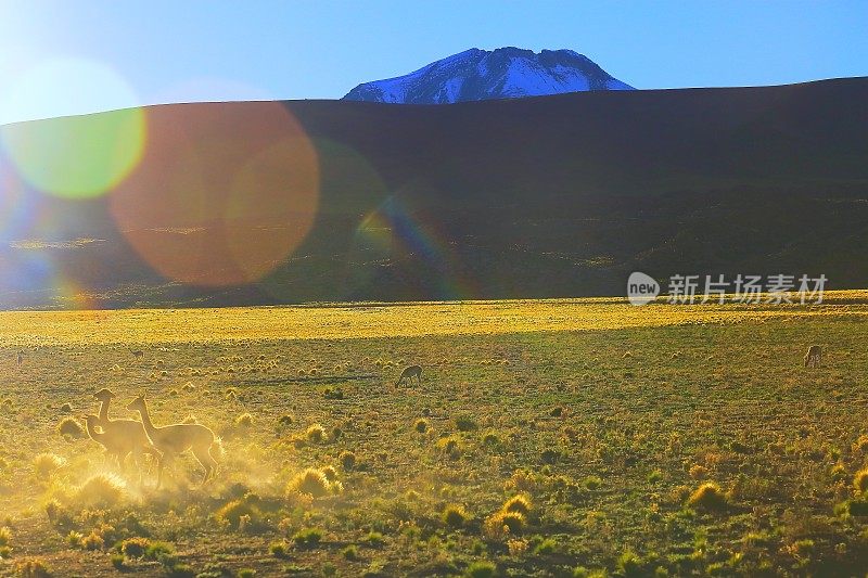 在阳光镜头下，野生动物在安第斯高原和田园式的阿塔卡马沙漠，火山景观全景-安托法加斯塔地区，智利安第斯，智利，Bolívia和阿根廷边境