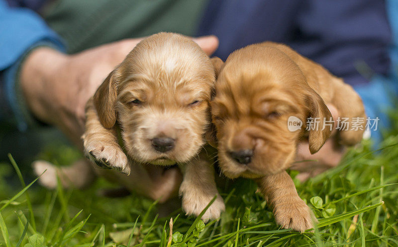 新生的幼犬