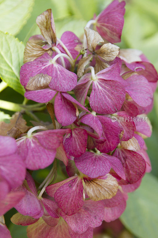 绣球花macrophylla